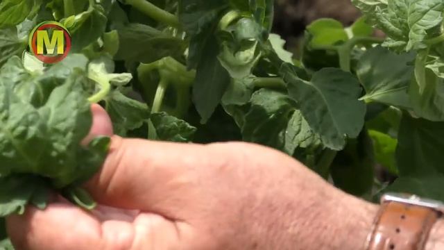 ? ТОМАТЫ - ЧТО ДЕЛАТЬ ЕСЛИ СКРУЧИВАЮТСЯ ЛИСТЬЯ?