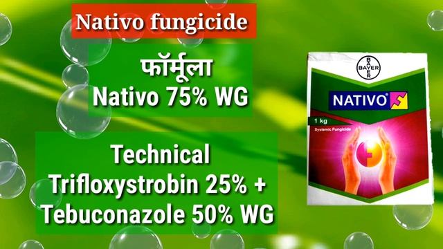 Bayer NATIVO Fungicide || Trifloxystrobin 25% + Tebuconazole 50% WG | Nativo Fungicide, Nativo Pric