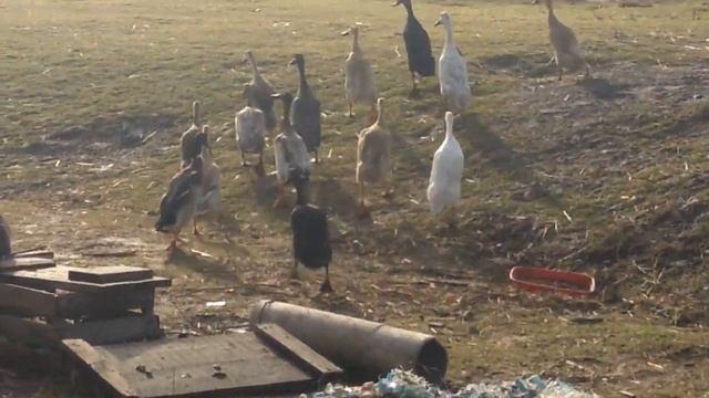 Обзор породы утки Индийский бегунок смотреть онлайн