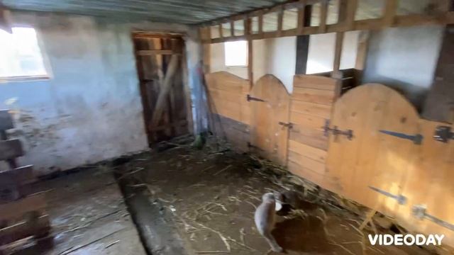 | Обзор зимнего двора | скотина вся в сарае | готовый новый сарай | корова и телята | поросята, утк смотреть онлайн
