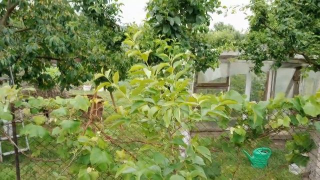 Хурма "Persimon Muscat" опылилась. смотреть онлайн