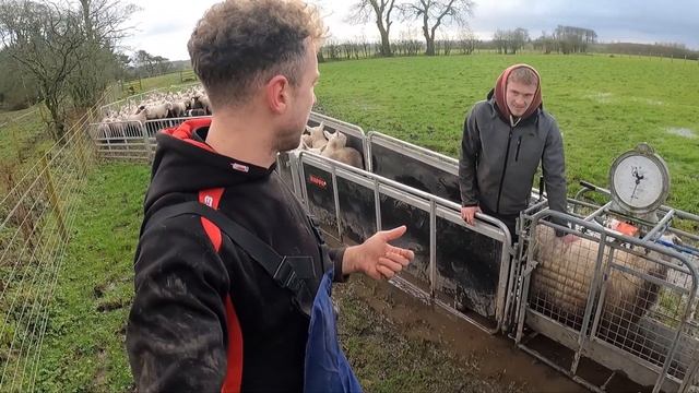 These SHEEP SCALES can't be right! смотреть онлайн