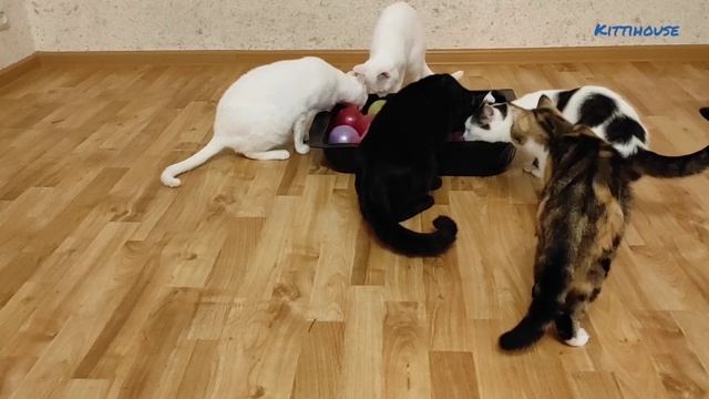 Кошек напугали шарики, игры с шарами . Cats scared balls, ball games. смотреть онлайн