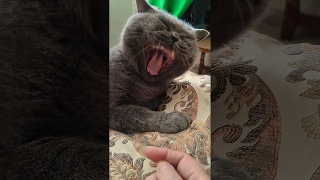 ночь не спал а она вставай умываться зубы чистить надоела смотреть онлайн