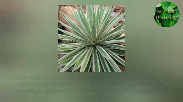 AGAVE ANGUSTIFOLIA PLANT смотреть онлайн