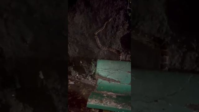 Ajgar(python) snake video!! Ratnagiri Mirkarwada me Mila !! смотреть онлайн