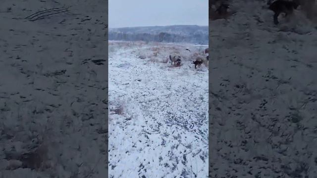 24 ноября 2023 г. (1).mp4 смотреть онлайн