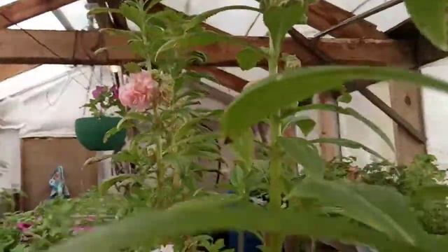 26 апреля 2020 г 1 Наш бальзамин зацвел! смотреть онлайн