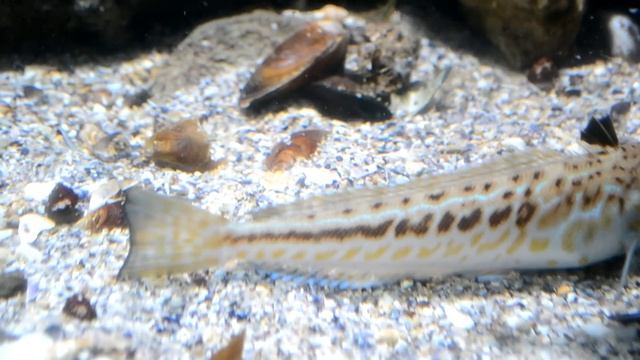 Хранене на морски дракон-Trachinus Draco