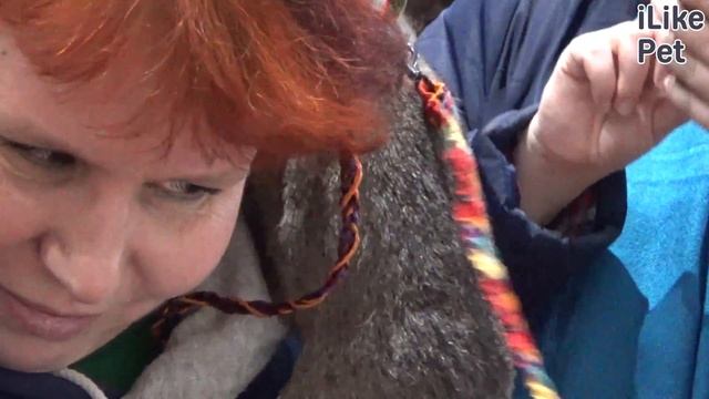 Гамбийская крыса. Особенности, уход на ilikepet смотреть онлайн