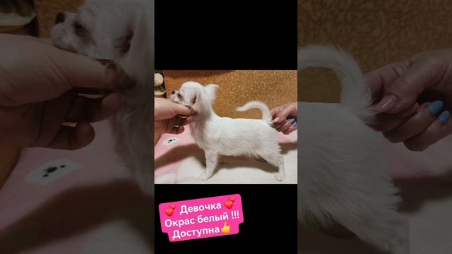 FB_VID_6665843127567237938.mp4 смотреть онлайн