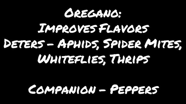 Companion Planting with HERBS - Top 10 MUST Haves! смотреть онлайн