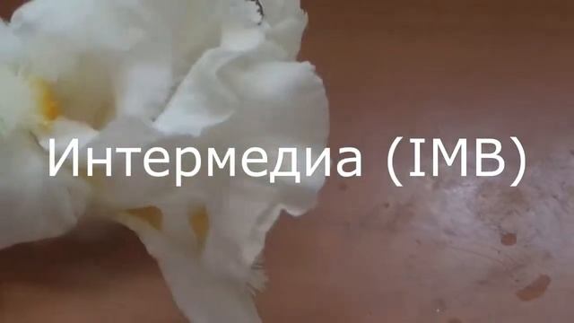 Цветение первых ирисов смотреть онлайн