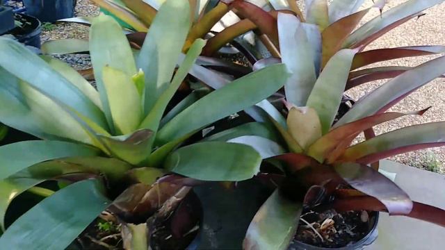 Store Tour of Lukas Nursery: Orchids, African Violets, and other plants