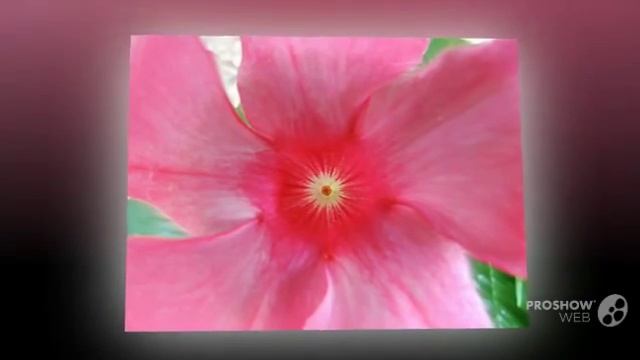 Mandevilla - garden plants смотреть онлайн