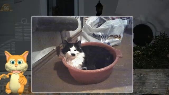 Кошка беспородная...)))) смотреть онлайн