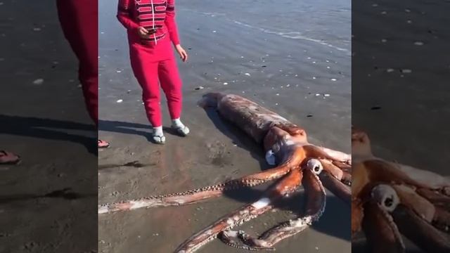 Глубоководного кальмара выбросило на берег в ЮАР смотреть онлайн