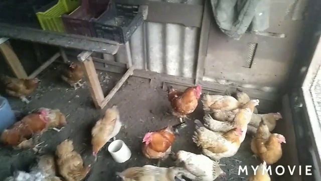 кучинская порода кур /куры на мясо /вывод цыплят смотреть онлайн