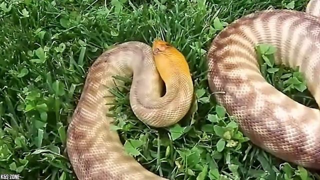 15 самых редких и красивых пород змей смотреть онлайн