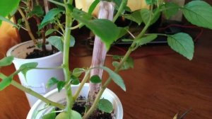 Размножение бальзамина черенками?