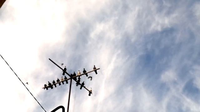 узбекские бойные голуби чирчика часть 2 смотреть онлайн