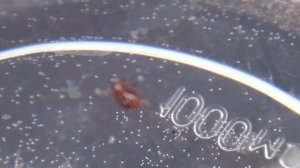 ТОНЕТ ли КЛЕЩ в ВОДЕ?