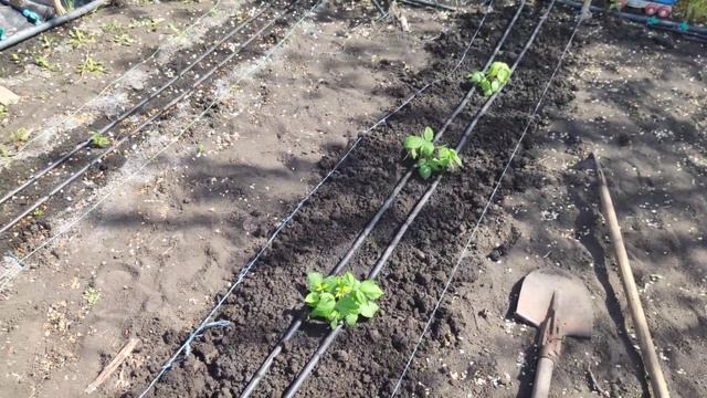 Малина.Аделита.Энросадира.Саженцы.Маточный корень .высадка в грунт смотреть онлайн