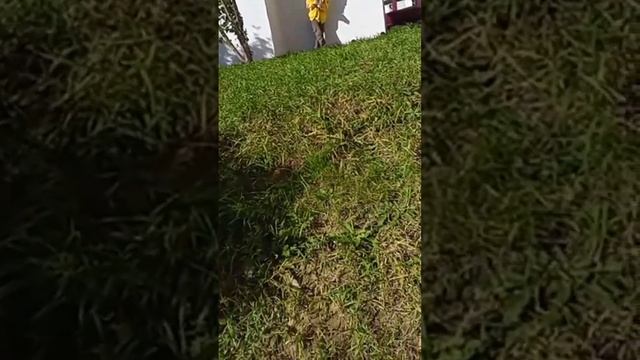 скейтборд лети смотреть онлайн