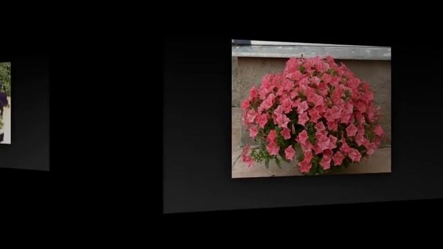 Разновидности и лучшие сорта ПЕТУНИИ смотреть онлайн