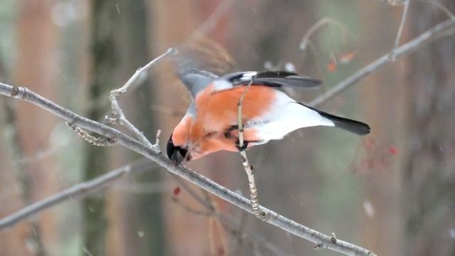 Снегирь зимой, Bullfinch смотреть онлайн