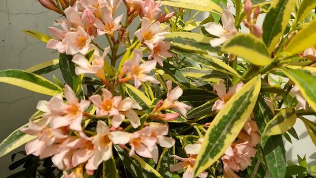Kaner flowers || Oleander plant || Variegated leaves смотреть онлайн