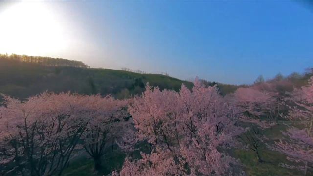 【FPVドローン】East Hokkaido Sakura 2021 смотреть онлайн