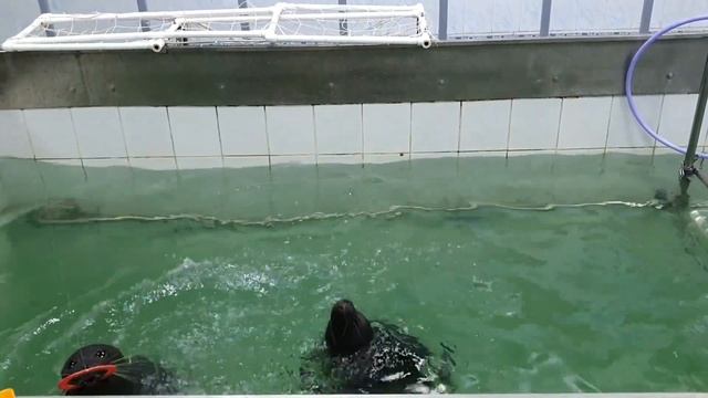 Байкальские нерпы-влюблённая пара. Танцуют, поют, прыгают в кольцо, рисуют. Нерпа и Нерп. Нерпинари