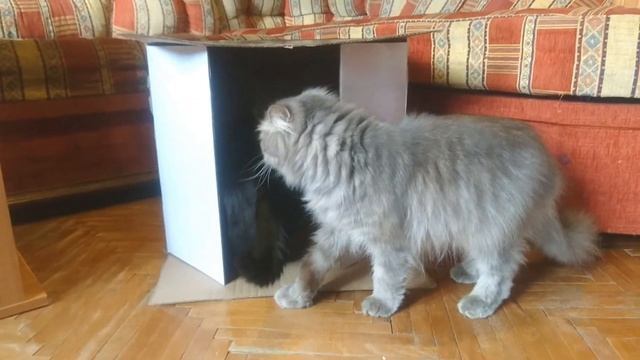 Кошкин дом. Кто в коробке живет? Приколы с котами. смотреть онлайн