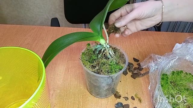 Усовершенствование грунта, для наращивания корней орхидеи 4.01.2023 смотреть онлайн