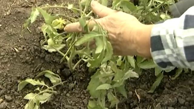 Подкормка и полив томатов в теплице смотреть онлайн