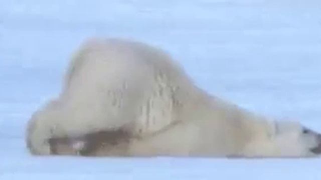 Медвежок смотреть онлайн