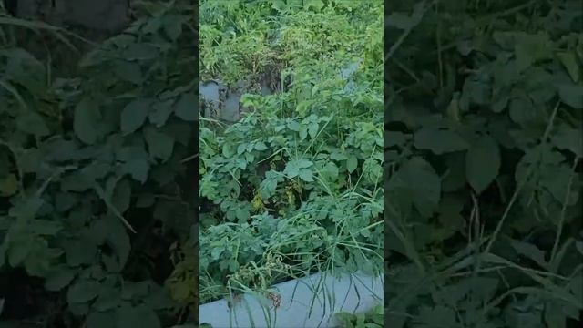 Урожай картофеля ?. От посадки до сбора ...без регистрации и смс ? #дача #огород #картофель #деревн смотреть онлайн