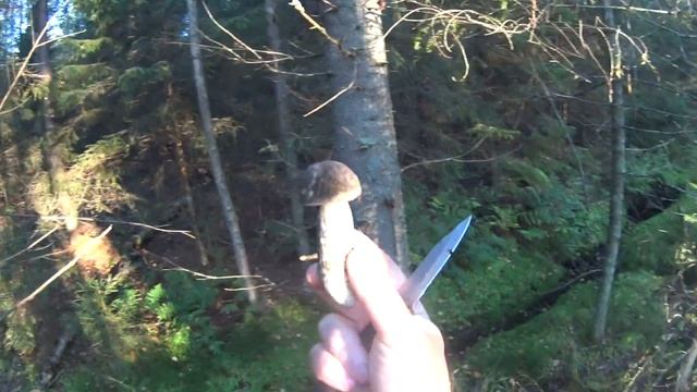 За грибами в первой половине сентября в Тосненском районе ЛО смотреть онлайн