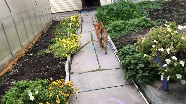 Готовим плов в казане смотреть онлайн