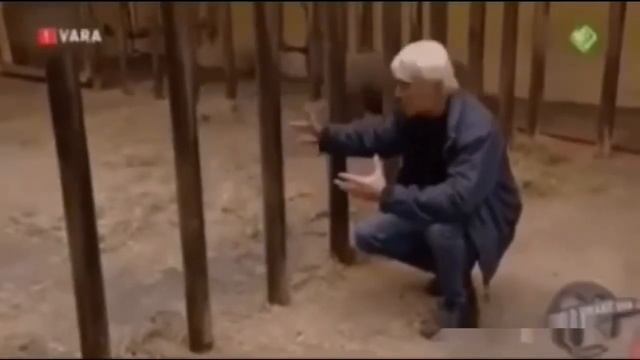 Построил эту клетку? смотреть онлайн