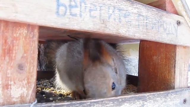 Смешная милая белочка встречает весну. Funny squirrel eats. смотреть онлайн