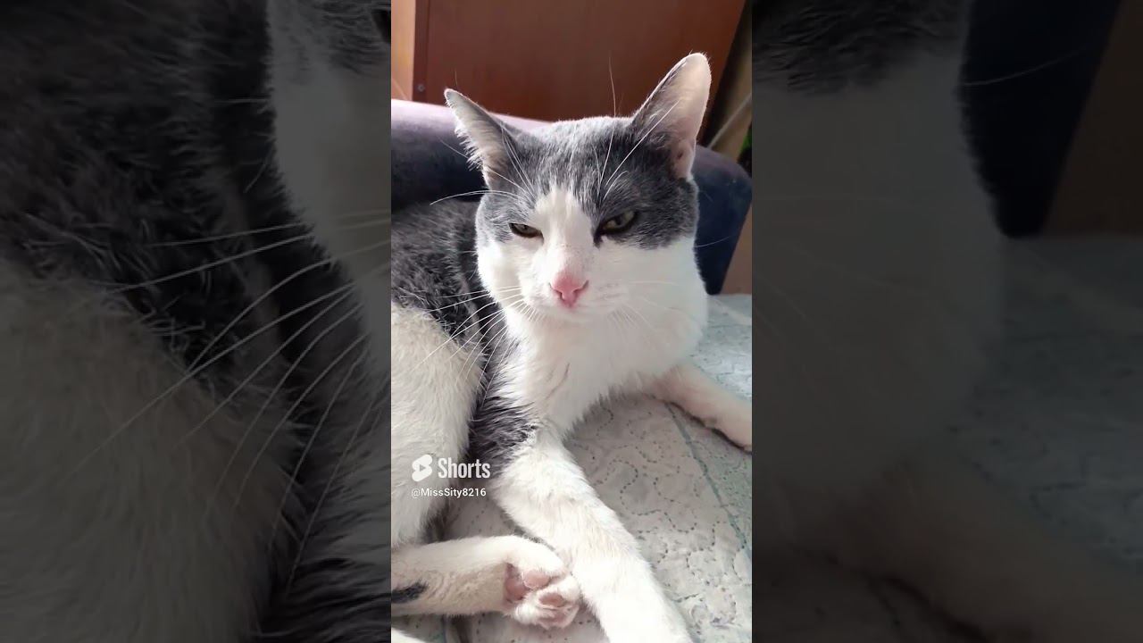 Понедельник день тяжелый. #кот #мурзик #питомец #лайк #котики #приколы #понедельник #день #котик смотреть онлайн