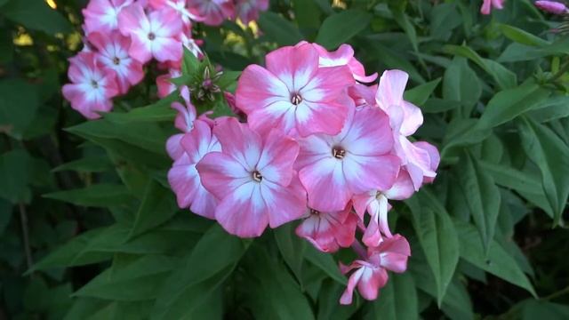 Флокс ГРАФИКА ? обзор, описание, цветение, отзыв. смотреть онлайн