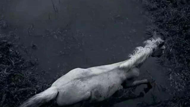 Мифология "Келпи"( The Mythology of "Kelpie") смотреть онлайн