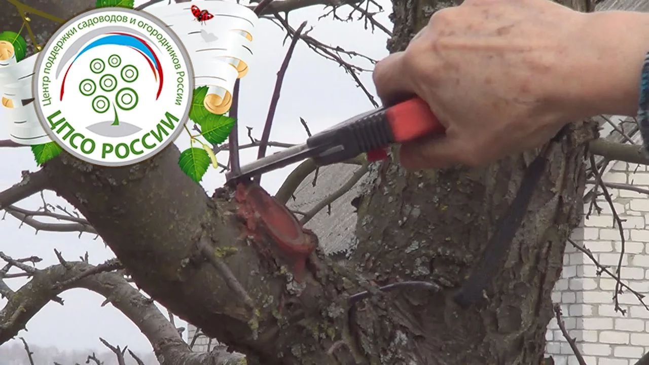 Обрезка яблони. Прореживание взрослой яблони. смотреть онлайн