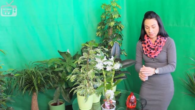 Перекись водорода для цветов полив ❀ опрыскивание ❀ обработка почвы смотреть онлайн