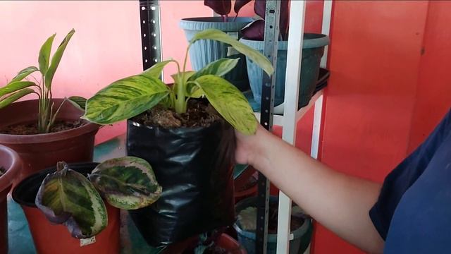 Calathea Problem! Few Of them Are Dead! Ano Nangyari??? смотреть онлайн