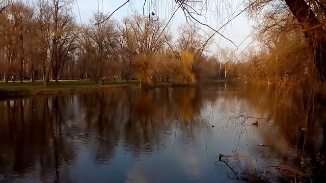 Утки плавают в Мокрой Московке, парк Дубовая Роща смотреть онлайн