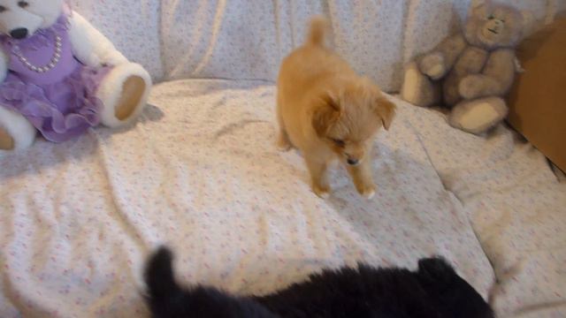 Щенки 3 смотреть онлайн